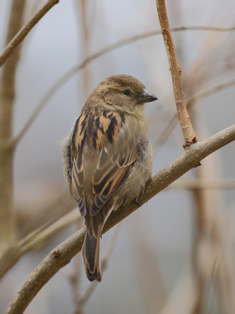 House Sparrow, Female