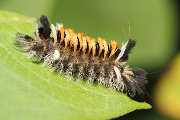 Milkweed Tussock Caterpillar