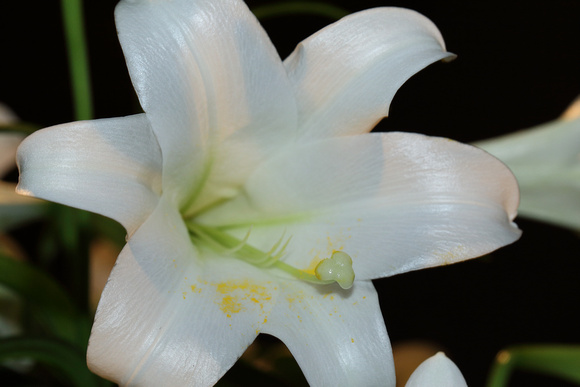Easter Lily Closeups