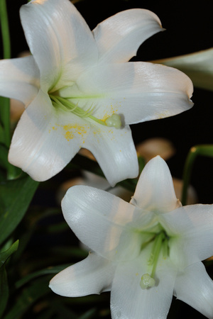 Easter Lily Closeups