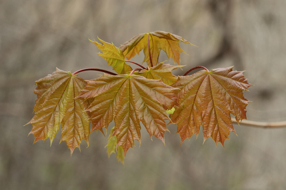 Emerging Maple Leaves