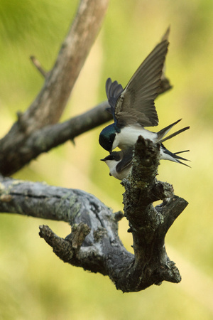 Mating Tree Swallows