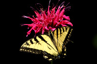 Tiger Swallowtail on Bee-balm Blossom