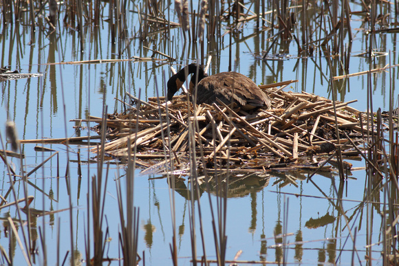 Canada Goose Nest