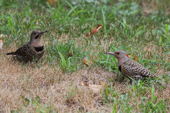 Northern Flicker - Young
