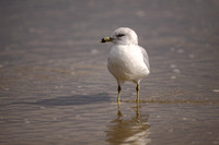 Wading Seagull